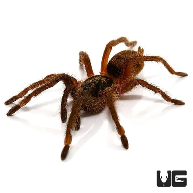 Trinidad Olive Tarantula For Sale Underground Reptiles