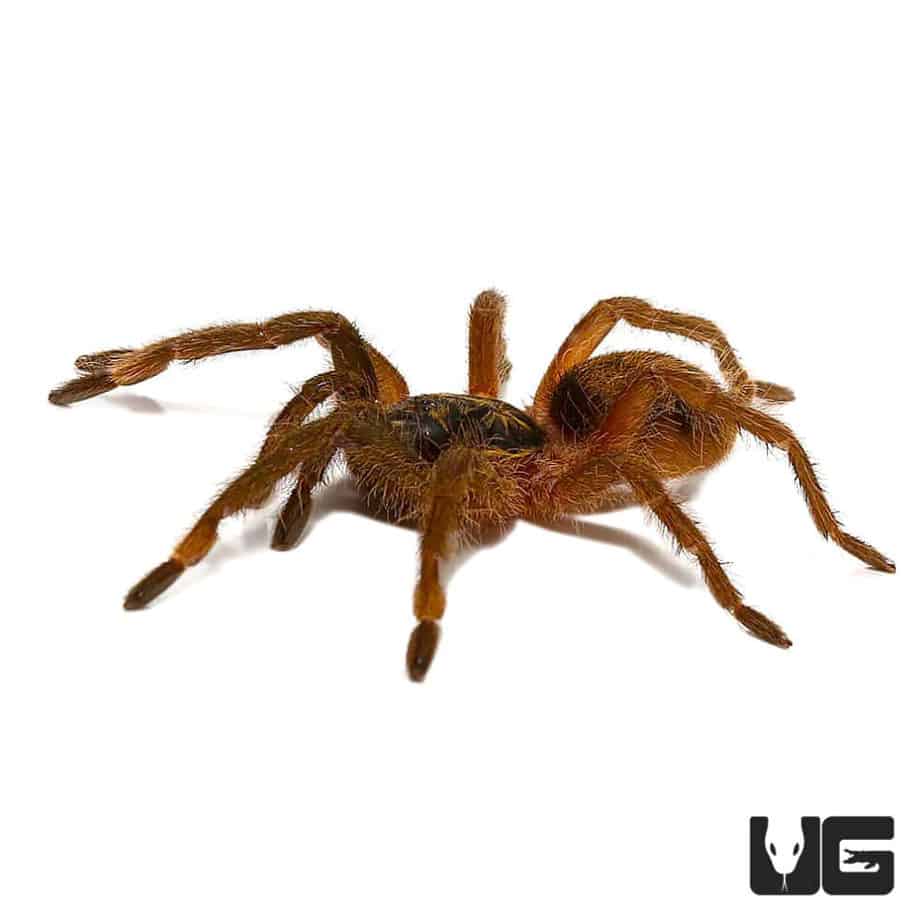 Trinidad Olive Tarantula For Sale Underground Reptiles