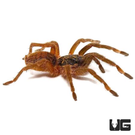 Trinidad Olive Tarantula For Sale - Underground Reptiles