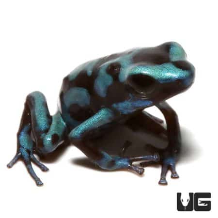 Turquoise And Black Dart Frogs For Sale - Underground Reptiles