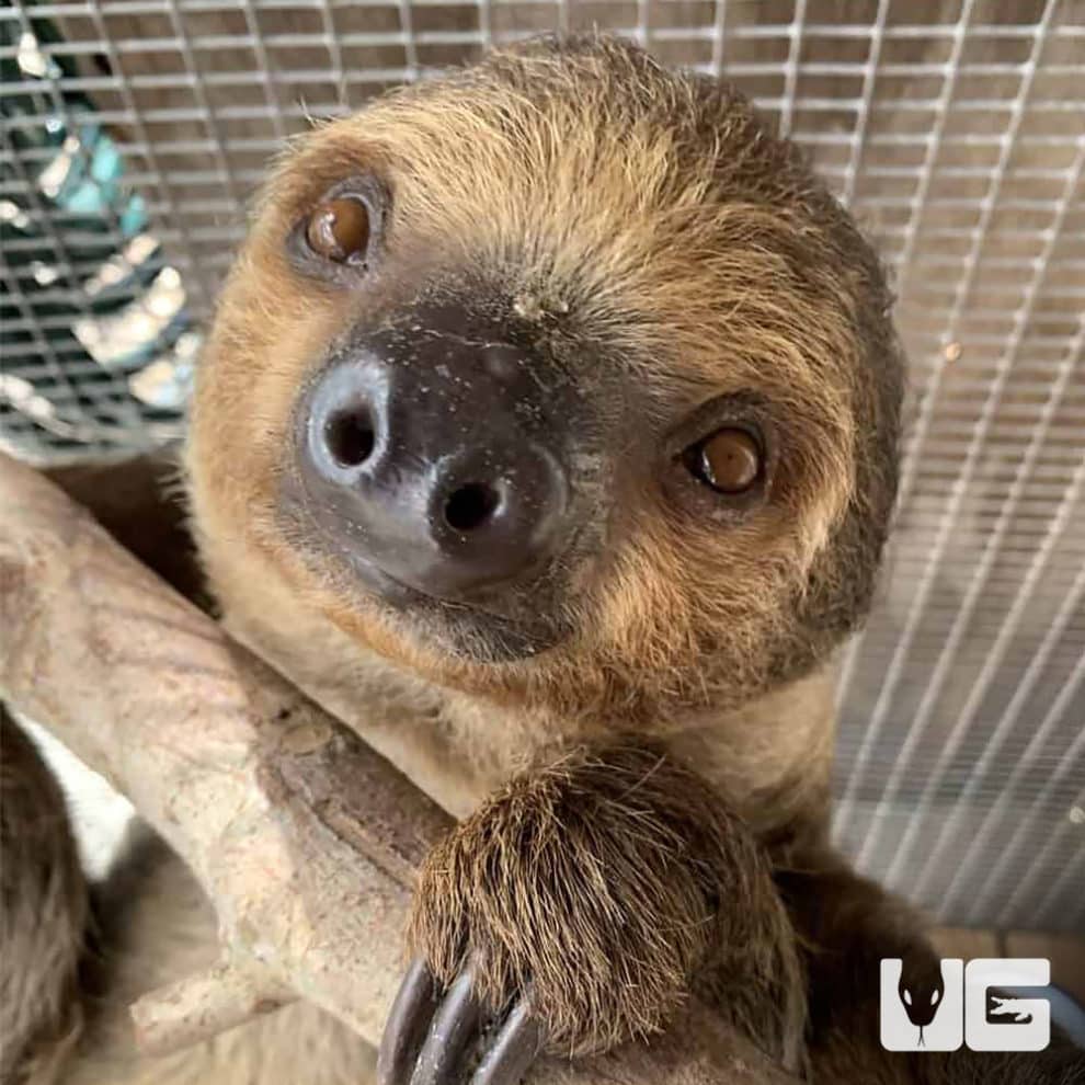 Two Toed Sloth For Sale - Underground Reptiles