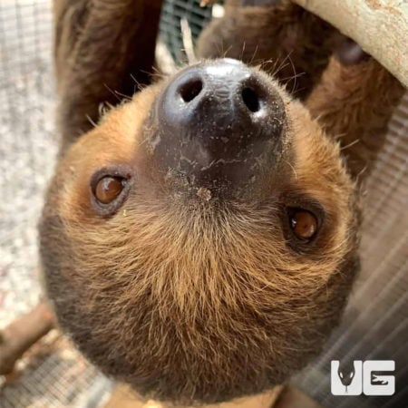 Two Toed Sloths For Sale - Underground Reptiles