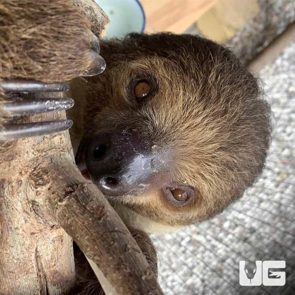 Two Toed Sloth For Sale - Underground Reptiles