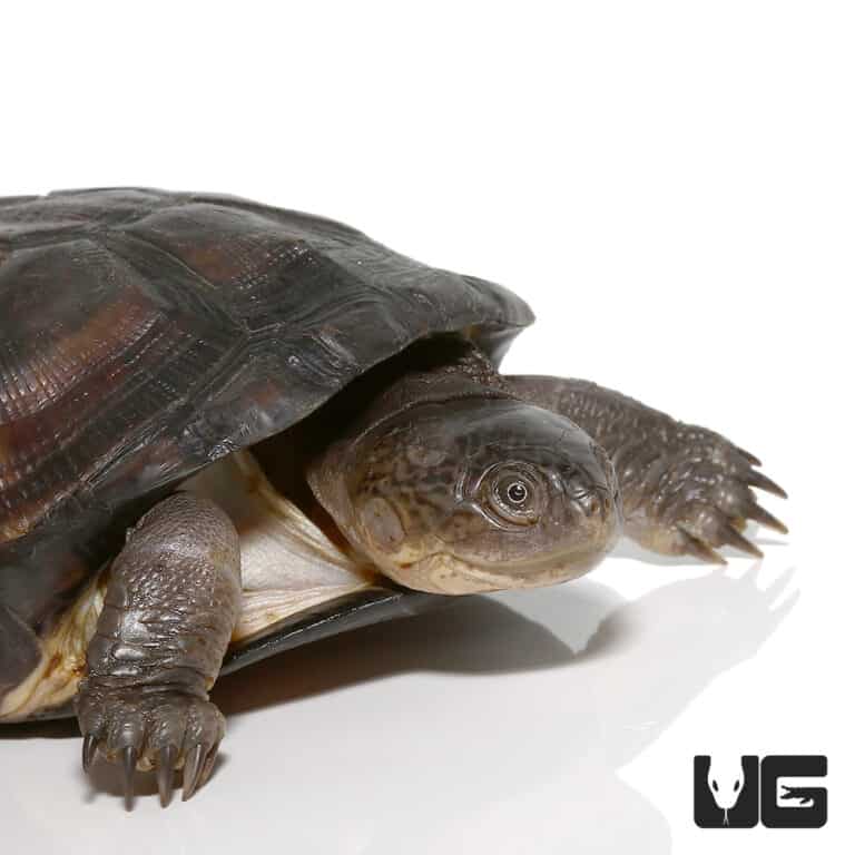 Turtles For Sale - Underground Reptiles