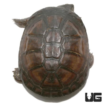 West African Mud Turtles For Sale - Underground Reptiles