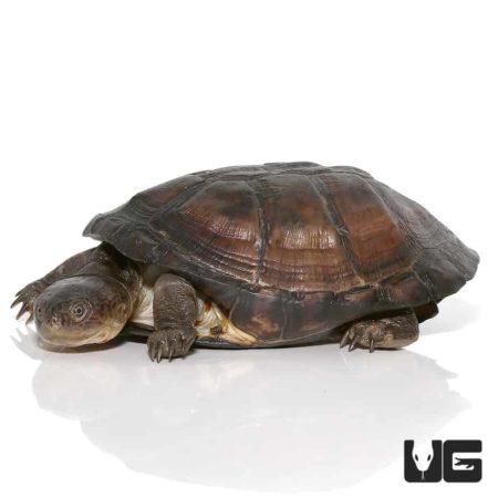 West African Mud Turtles For Sale - Underground Reptiles