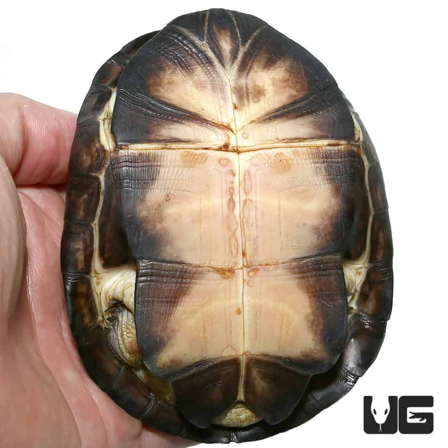 West African Mud Turtles For Sale - Underground Reptiles