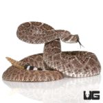 Juvenile Western Diamondback Rattlesnakes For Sale - Underground Reptiles