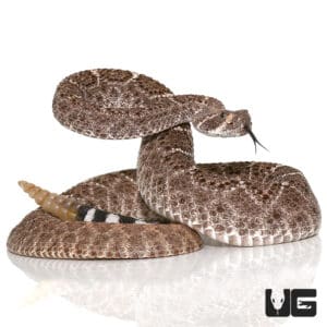 Venomous Snakes & Lizards For Sale - Underground Reptiles