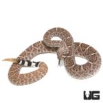 Juvenile Western Diamondback Rattlesnakes For Sale - Underground Reptiles