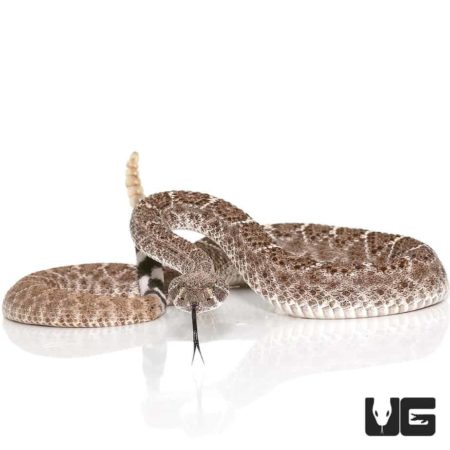 Juvenile Western Diamondback Rattlesnakes For Sale - Underground Reptiles