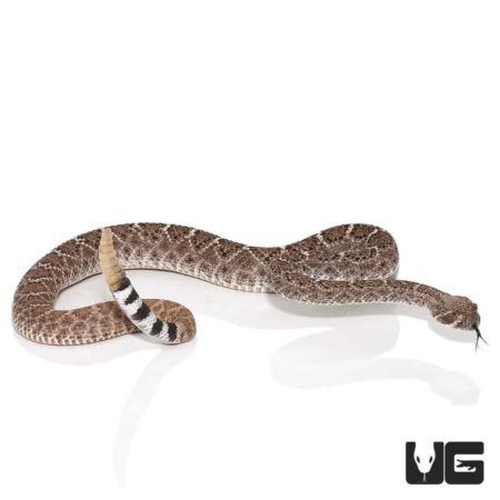 Juvenile Western Diamondback Rattlesnakes For Sale - Underground Reptiles