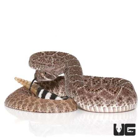 Young Western Diamondback Rattlesnake coiled with rattles visible.