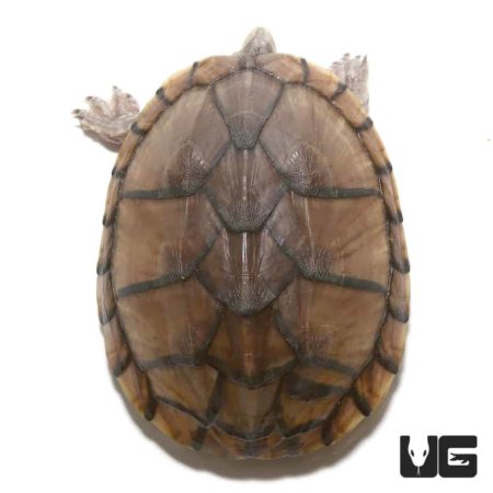 Pastel Musk Turtles For Sale - Underground Reptiles
