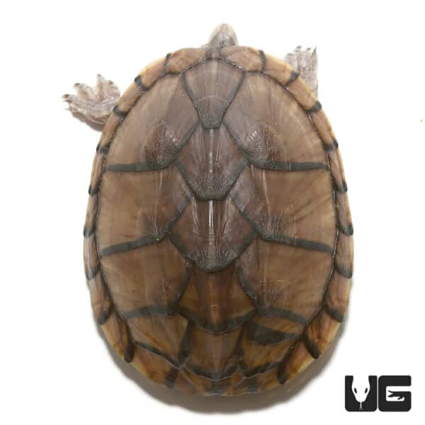 Turtles For Sale - Underground Reptiles