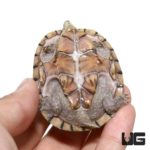 Pastel Musk Turtles For Sale - Underground Reptiles