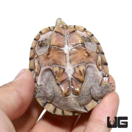 Pastel Musk Turtles For Sale - Underground Reptiles