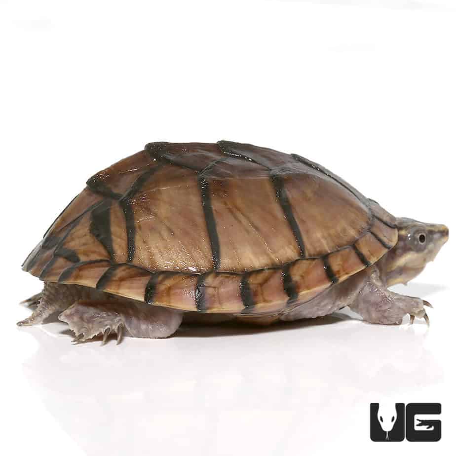 Baby Pastel Musk Turtles For Sale - Underground Reptiles