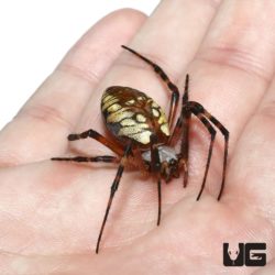 Yellow Orb Weaver For Sale - Underground Reptiles