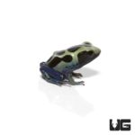 Yellow Sipaliwini Dart Frogs For Sale - Underground Reptiles