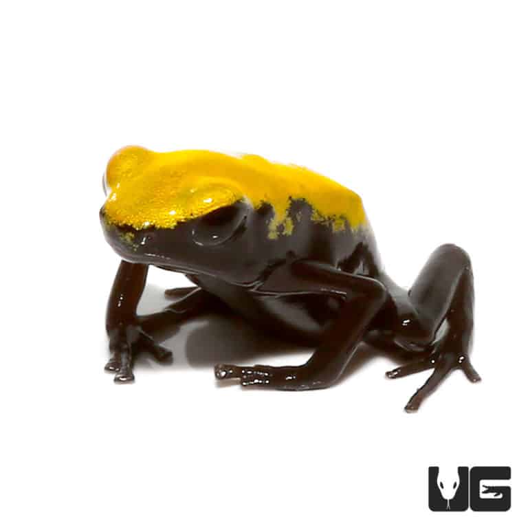 Dart Frogs and Mantellas For Sale Underground Reptiles