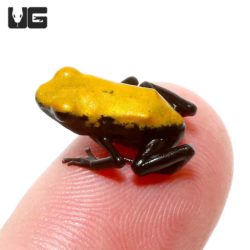 Yellow Splashback Dart Frog for sale - Underground Reptiles