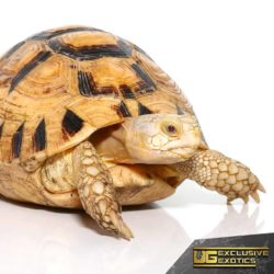 T+ Albino Greek Tortoise For Sale - Underground Reptiles