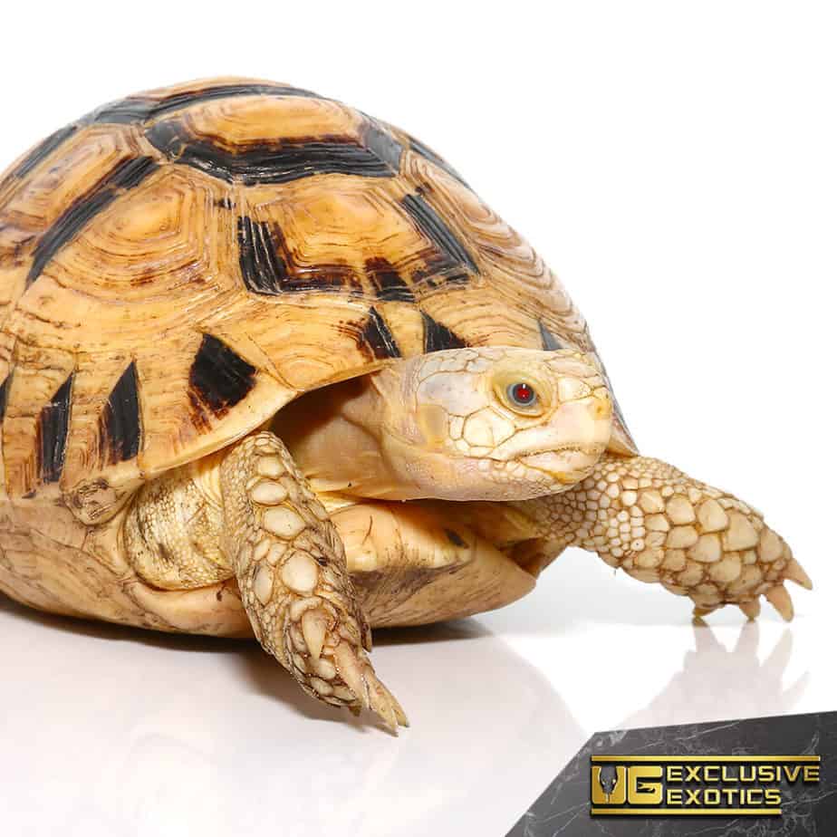 T+ Albino Greek Tortoises (Testudo graeca 