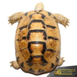 T+ Albino Greek Tortoise For Sale - Underground Reptiles