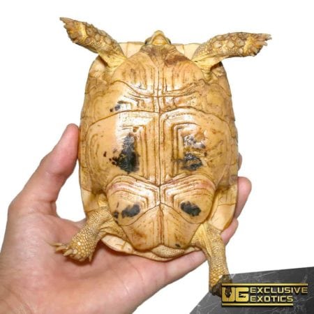 T+ Albino Greek Tortoise For Sale - Underground Reptiles