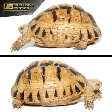 T+ Albino Greek Tortoise For Sale - Underground Reptiles