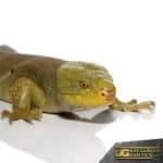 Hypo Monkey Tail Skinks For Sale - Underground Reptiles
