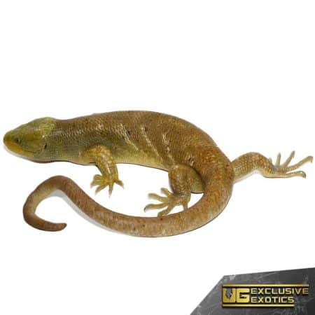Hypo Monkey Tail Skink, vibrant reptile with distinctive tail, available at Underground Reptiles.