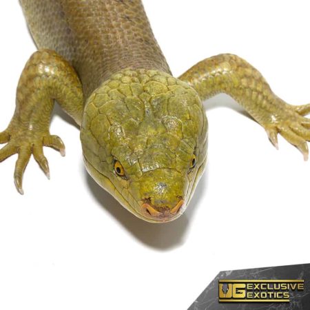 Hypo Monkey Tail Skink with vibrant coloration and distinctive tail. Perfect for reptile enthusiasts.