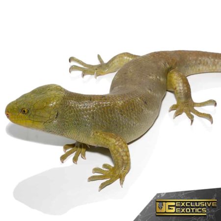 Hypo Monkey Tail Skink in a close-up view, showcasing its unique tail and vibrant coloration.