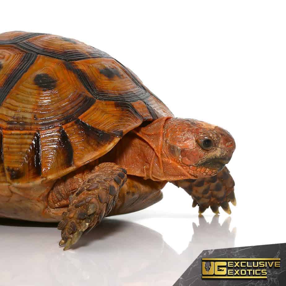 Red Phase Greek Tortoise (Testudo graeca) For Sale - Underground Reptiles