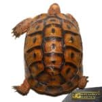 Red Phase Greek Tortoise For Sale - Underground Reptiles
