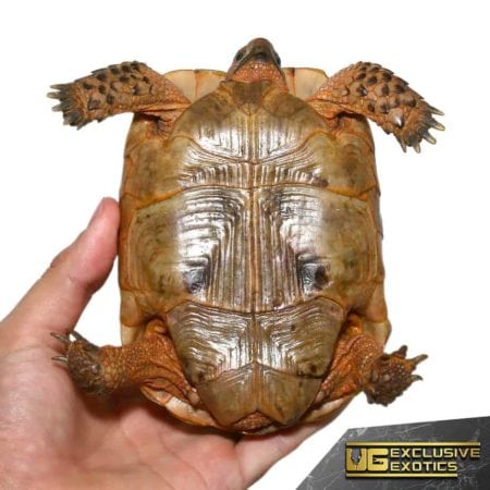 Greek Tortoise in red phase with distinctive shell pattern.
