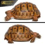 Red Phase Greek Tortoise For Sale - Underground Reptiles