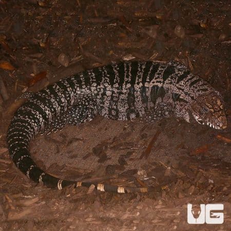 Adult Argentine Black And White Tegu For Sale - Underground Reptiles