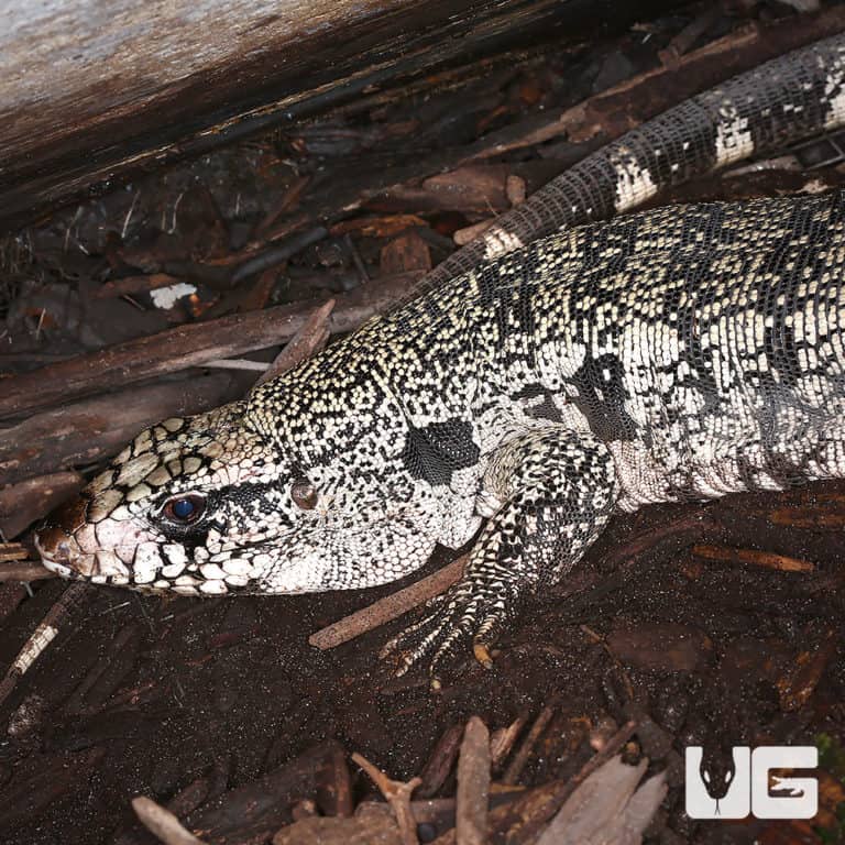 Adult Male Argentine Black and White Tegu For Sale Underground Reptiles