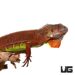 2 - 3 Foot Red Iguanas For Sale - Underground Reptiles