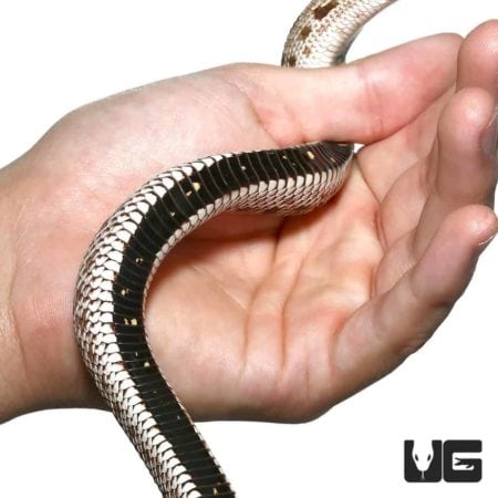Close-up of a Toffee Anaconda Western Hognose Snake resting on a person's hand, showcasing its uniqu.