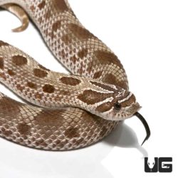 2019 Toffee Anaconda Western Hognose Snakes (Heterodon nasicus) For ...