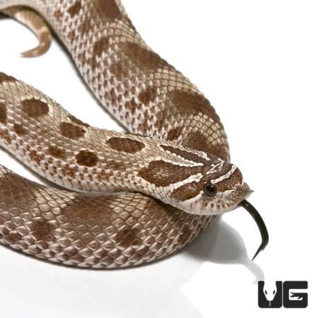 Toffee Anaconda Western Hognose Snake, rare reptile from Underground Reptiles.
