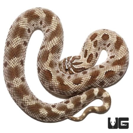 2019 Toffee Anaconda Western Hognose Snakes (Heterodon nasicus) For ...