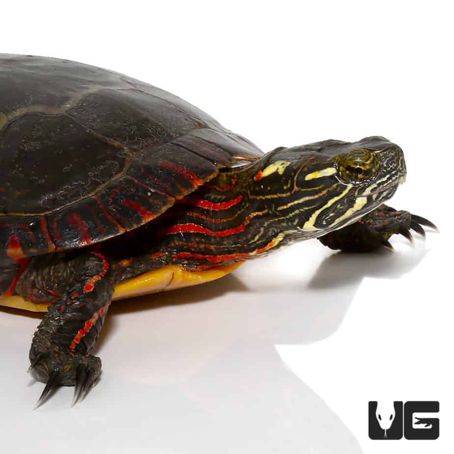 Sub-Adult Eastern Painted Turtle - Underground Reptiles