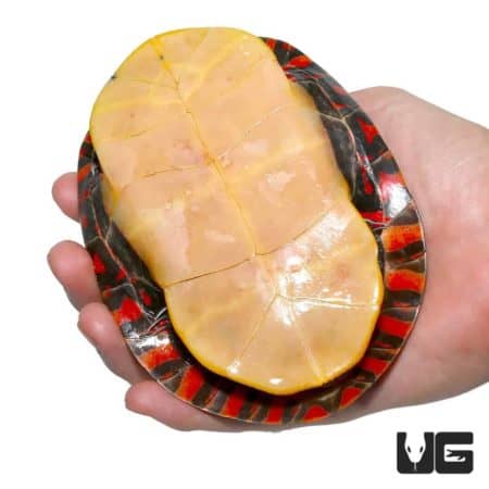 3 – 5 Inch Eastern Painted Turtles For Sale - Underground Reptiles