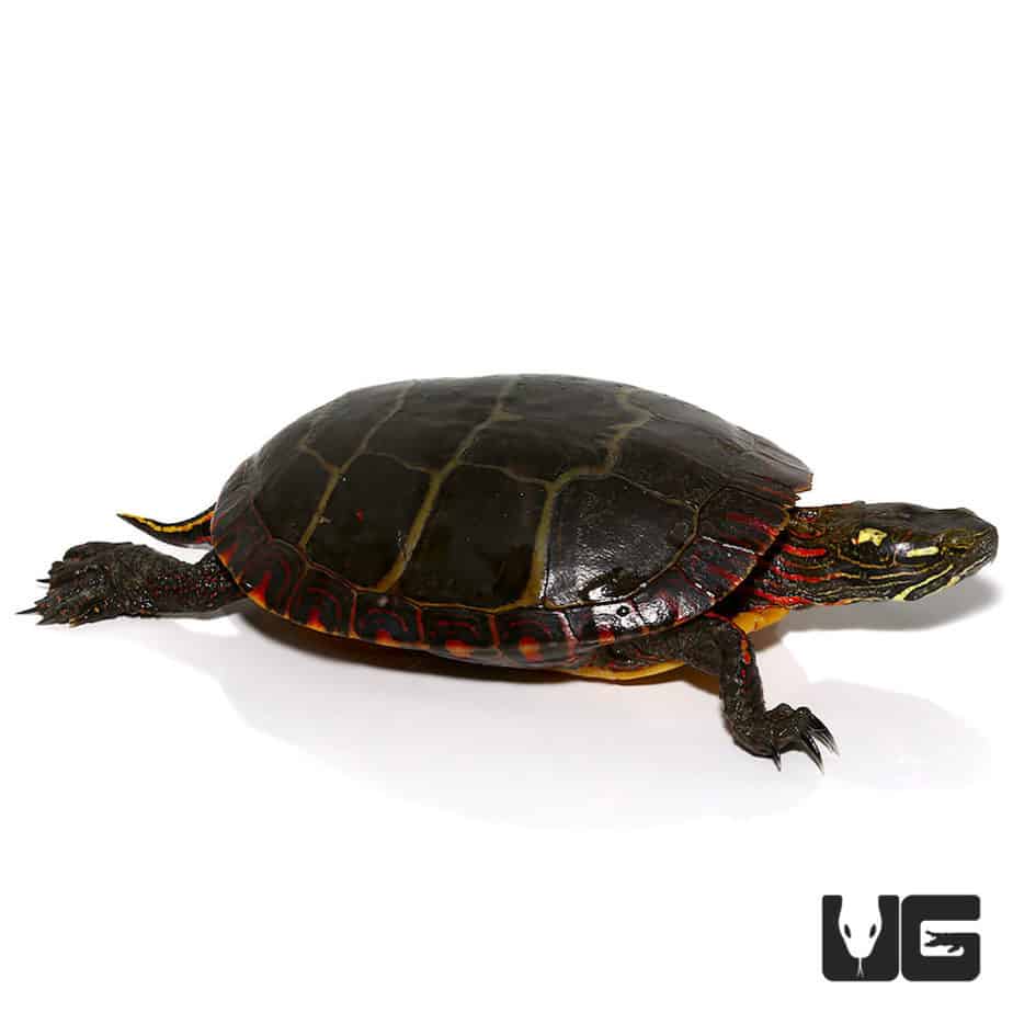 Sub-Adult Eastern Painted Turtle - Underground Reptiles