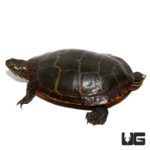 3 – 5 Inch Eastern Painted Turtles For Sale - Underground Reptiles